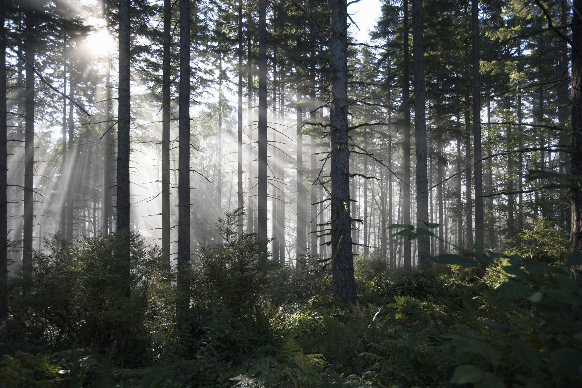 Digital Marketing Analytics that Matter: Seeing the Forest and the Trees